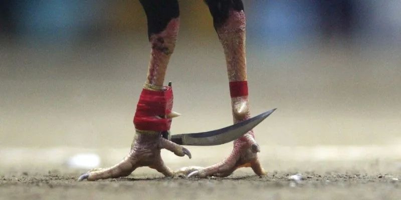 đá gà cựa sắt 789bet